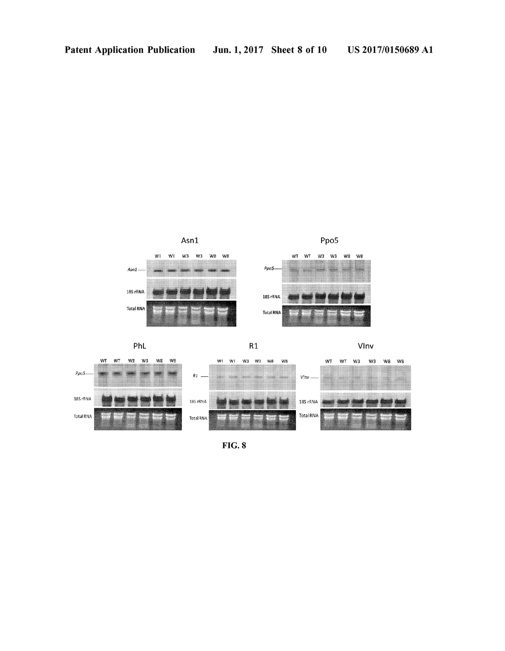 POTATO CULTIVAR W8 - diagram, schematic, and image 09