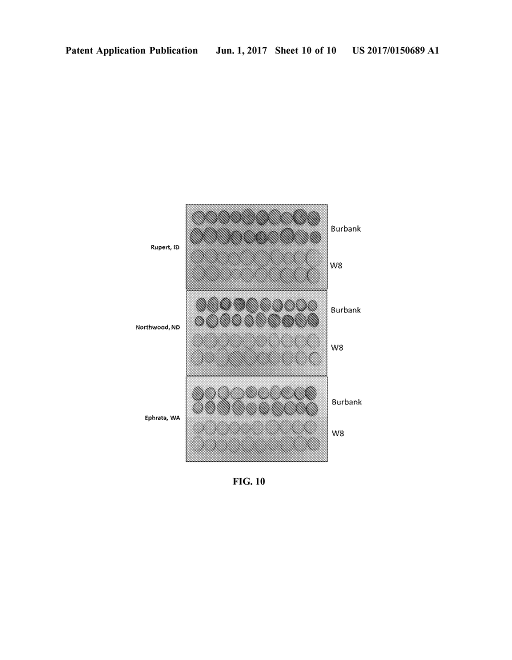 POTATO CULTIVAR W8 - diagram, schematic, and image 11