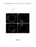 METHOD AND SYSTEM FOR QUANTITATIVE ASSESSMENT OF VISUAL MOTOR RESPONSE diagram and image