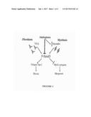 COMPOSITION AND METHOD FOR TREATING OR PREVENTING SKELETAL MUSCLE FIBROSIS diagram and image