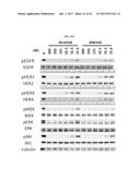 Methods for the Treatment of HER2 Amplified Cancer diagram and image