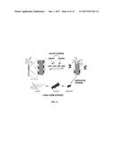 METHODS FOR TREATMENT AND PREVENTION OF TAUOPATHIES AND AMYLOID BETA     AMYLOIDOSIS BY MODULATING CRF RECEPTOR SIGNALING diagram and image