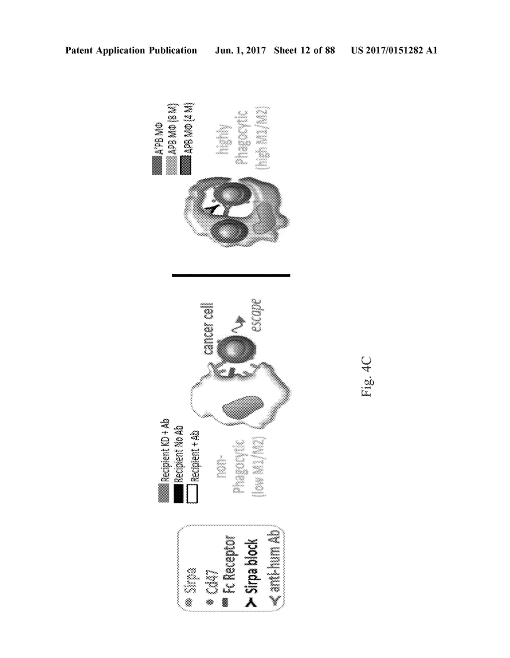 COMPOSITIONS AND METHODS FOR SELECTIVE PHAGOCYTOSIS OF HUMAN CANCER CELLS - diagram, schematic, and image 13