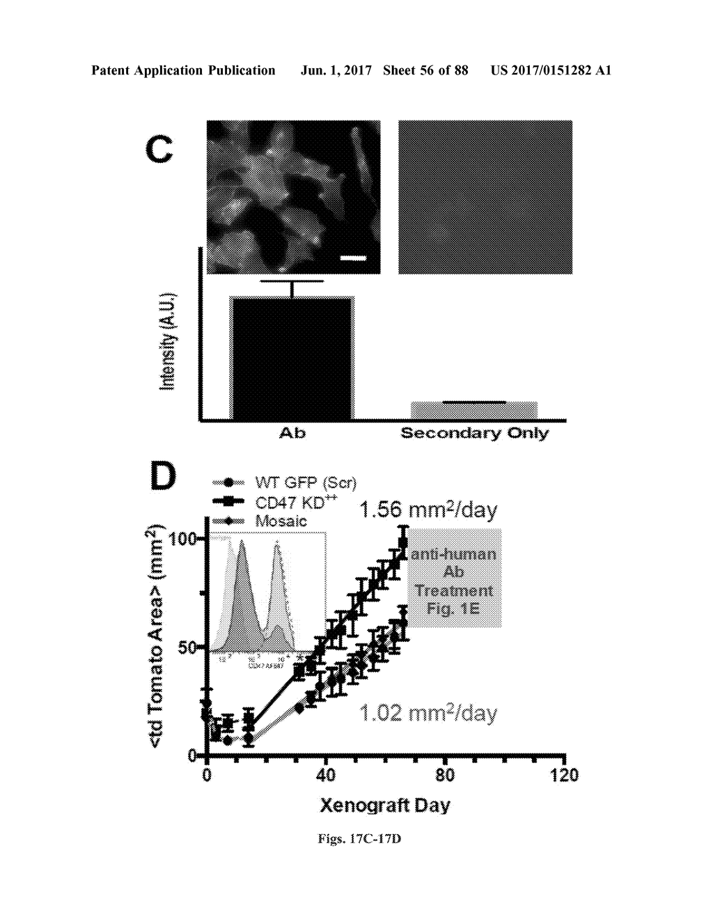 COMPOSITIONS AND METHODS FOR SELECTIVE PHAGOCYTOSIS OF HUMAN CANCER CELLS - diagram, schematic, and image 57