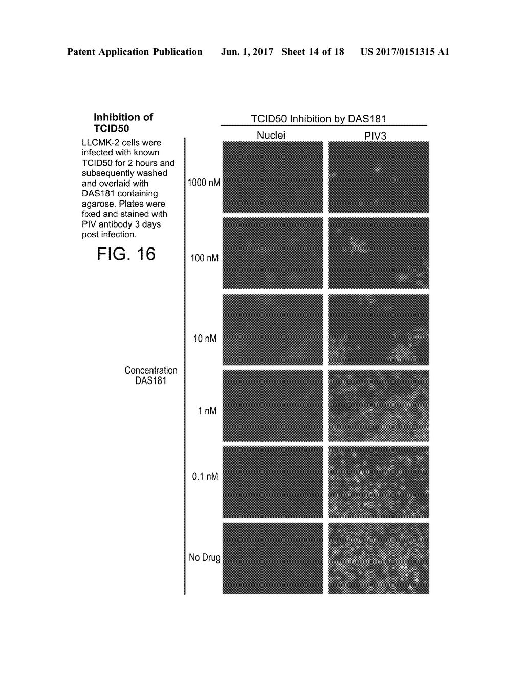 Methods, Compounds and Compositions for Treatment of Influenza and     Parainfluenza Patients - diagram, schematic, and image 15