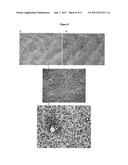 PEPTIDE ANALOGS CAPABLE OF ENHANCING STIMULATION OF A GLIOMA-SPECIFIC CTL     RESPONSE diagram and image