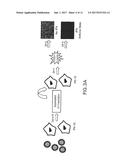 Genetically Engineered Swine Influenza Virus And Uses Thereof diagram and image