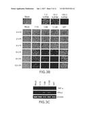 Genetically Engineered Swine Influenza Virus And Uses Thereof diagram and image