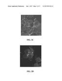 COMPOUND OF GLYCOSAMINOGLYCAN AND ITS FABRICATION METHOD AS WELL AS     APPLICATION diagram and image