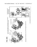 SITE SPECIFIC HER2 ANTIBODY DRUG CONJUGATES diagram and image