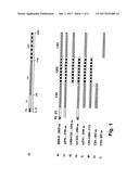 Prebiotic composition or pharmaceutical composition synthesized from     catalytic domains producing highly alpha-1,2 branched dextran diagram and image