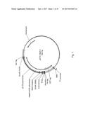 POLYMERASES FOR NUCLEOTIDE ANALOGUE INCORPORATION diagram and image