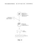 ENGINEERING OF HUMANIZED CAR T-CELL AND PLATELETS BY GENETIC     COMPLEMENTATION diagram and image