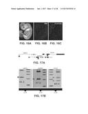 ENGINEERING OF HUMANIZED CAR T-CELL AND PLATELETS BY GENETIC     COMPLEMENTATION diagram and image