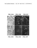 ENGINEERING OF HUMANIZED CAR T-CELL AND PLATELETS BY GENETIC     COMPLEMENTATION diagram and image