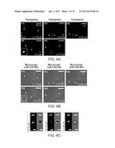 LENS-FREE TOMOGRAPHIC IMAGING DEVICES AND METHODS diagram and image