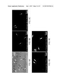 LENS-FREE TOMOGRAPHIC IMAGING DEVICES AND METHODS diagram and image