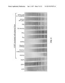 METHODS OF MEASURING ADAMTS 13 ACTIVITY diagram and image