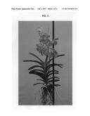 Vanda plant named  SPCDW1520  diagram and image