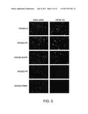 REPLICATION-COMPETENT VESICULAR STOMATITIS VIRUSES diagram and image