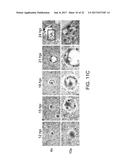 REPLICATION-COMPETENT VESICULAR STOMATITIS VIRUSES diagram and image