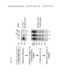 CDK MODULATORS AND METHODS FOR THE TREATMENT OF CANCER diagram and image