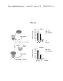 CDK MODULATORS AND METHODS FOR THE TREATMENT OF CANCER diagram and image