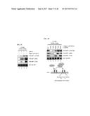 CDK MODULATORS AND METHODS FOR THE TREATMENT OF CANCER diagram and image