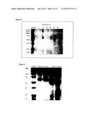 ANTI-INFLAMMATORY PROTEINS AND METHODS OF PREPARATION AND USE THEREOF diagram and image