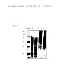 ANTI-INFLAMMATORY PROTEINS AND METHODS OF PREPARATION AND USE THEREOF diagram and image