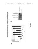 Variant, Recombinant Beta-Glucocerebrosidase Proteins With Increased     Stability And Increased Retained Catalytic Activity diagram and image