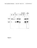 PREPARATION AND COMPOSITION OF INTER-ALPHA INHIBITOR PROTEINS FROM BLOOD diagram and image