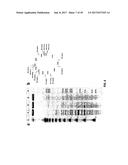 COMPLETE GENOME SEQUENCE OF THE METHANOGEN METHANOBREVIBACTER RUMINANTIUM diagram and image