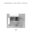 COMPLETE GENOME SEQUENCE OF THE METHANOGEN METHANOBREVIBACTER RUMINANTIUM diagram and image