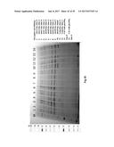 COMPLETE GENOME SEQUENCE OF THE METHANOGEN METHANOBREVIBACTER RUMINANTIUM diagram and image