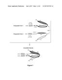 Bi-Specific Monovalent Diabodies That are Capable of Binding CD19 and CD3,     and Uses Thereof diagram and image