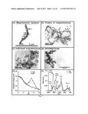 TREATMENT OF CANCER OR TUMOR INDUCED BY THE RELEASE OF HEAT GENERATED BY     VARIOUS CHAINS OF MAGNETOSOMES EXTRACTED FROM MAGNETOTACTIC BACTERIA AND     SUBMITTED TO AN ALTERNATING MAGNETIC FIELD diagram and image