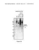 FACTOR VIII POLYMER CONJUGATES diagram and image