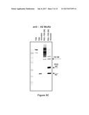 FACTOR VIII POLYMER CONJUGATES diagram and image