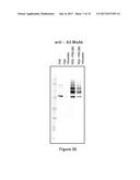 FACTOR VIII POLYMER CONJUGATES diagram and image