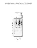 FACTOR VIII POLYMER CONJUGATES diagram and image