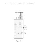 FACTOR VIII POLYMER CONJUGATES diagram and image