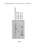GLUCOSE-REGULATING POLYPEPTIDES AND METHODS OF MAKING AND USING SAME diagram and image