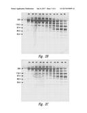 PREPARING ANTIBODIES FROM CHO CELL CULTURES FOR CONJUGATION diagram and image