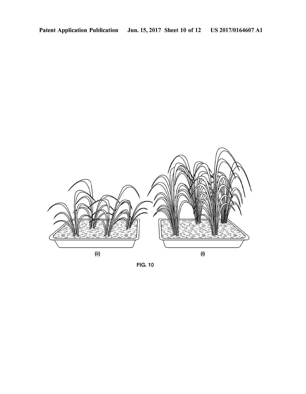 METHODS OF EXTENDING THE SHELF LIFE OF SUGARCANE STEM SECTIONS AND COATED     SUGARCANE STEM SECTIONS - diagram, schematic, and image 11