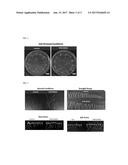 SEED-ORIGIN ENDOPHYTE POPULATIONS, COMPOSITIONS, AND METHODS OF USE diagram and image