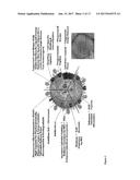 ANTIBIOTIC PROTOCELLS AND RELATED PHARMACEUTICAL FORMULATIONS AND METHODS     OF TREATMENT diagram and image