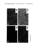 ANTIBIOTIC PROTOCELLS AND RELATED PHARMACEUTICAL FORMULATIONS AND METHODS     OF TREATMENT diagram and image