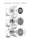 ANTIBIOTIC PROTOCELLS AND RELATED PHARMACEUTICAL FORMULATIONS AND METHODS     OF TREATMENT diagram and image