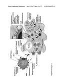 ANTIBIOTIC PROTOCELLS AND RELATED PHARMACEUTICAL FORMULATIONS AND METHODS     OF TREATMENT diagram and image